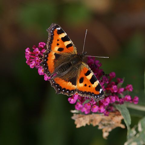 Images By John 
